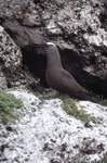 Noddy Tern Standing on Rock Formation, Sombrero Island, June 11, 1979