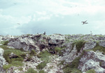 Booby Nesting Area, Sombrero Island, June 11, 1979