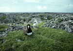 Mother and Brown Booby Chick in Field, Sombrero Island, June 11, 1979, D