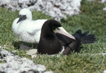 Mother and Brown Booby Chick in Field, Sombrero Island, June 11, 1979, E