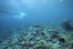 Acropora Coral, Blackjack Reef, Little Tobago, May 18, 1998, A by John C. Ogden