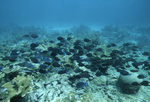 Surgeonfish at Blackjack Reef, Little Tobago, May 18, 1998