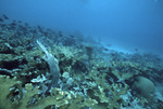 Surgeonfish and Elkhorn Coral at Blackjack Reef, Little Tobago, May 18, 1998