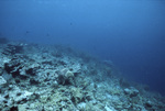 Sponge at Blackjack Reef, Little Tobago, May 18, 1998