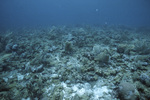 Alcyonacea and Palythoa, Blackjack Reef, Little Tobago, May 18, 1998