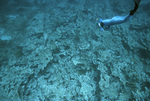 Nancy Ogden Diving at Blackjack Reef, Little Tobago, May 18, 1998