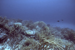 Soft Corals and Large Colpophyllia, Blackjack Reef, Little Tobago, May 18, 1998