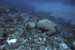 Large Colpophyllia, Blackjack Reef, Little Tobago, May 18, 1998