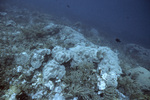 Colpophyllia and Triggerfish, Blackjack Reef, Little Tobago, May 18, 1998