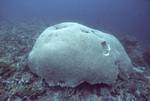 Bleached Colpophyllia, Blackjack Reef, Little Tobago, May 18, 1998