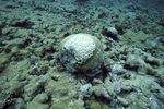 Diploria Strigosa and Palythoa, Blackjack Reef, Little Tobago, May 18, 1998