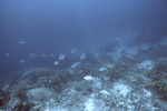 Triggerfish, Blackjack Reef, Little Tobago, May 18, 1998