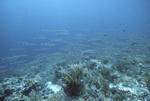 School of Fish Blackjack Reef, Little Tobago, May 18, 1998