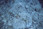 Montastraea, Blackjack Reef, Little Tobago, May 18, 1998