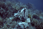 Giant Clam-Shaped Sponge, Japanese Garden, Tobago, May 18, 1998