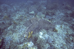 Giant Sponge, Sea Fans, Japanese Garden, Tobago, May 18, 1998