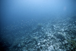 CARICOMP Reef Site, Tobago, May 21, 1998, A