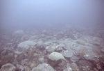 Acropora Palmata, CARICOMP Reef Site, Tobago, May 21, 1998, A