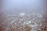 CARICOMP Reef Site, Tobago, May 21, 1998, A