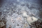 CARICOMP Reef Site, Tobago, May 21, 1998, B