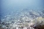 Bleached Coral, CARICOMP Reef Site, Tobago, May 21, 1998