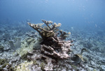 Acropora Palmata, CARICOMP Reef Site, Tobago, May 21, 1998, A