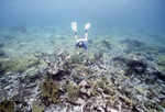 Diver at CARICOMP Reef Site, Tobago, May 21, 1998