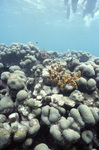 Divers at Bleached Montastraea Annularis Reef, CARICOMP Site, Tobago, May 21, 1998