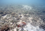 Thalassia Bed Near Sheerbird’s Point, Tobago, May 21, 1998, A