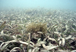 Thalassia Bed Near Sheerbird’s Point, Tobago, May 21, 1998, C