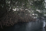 Mangroves in Tobago, May 21, 1998