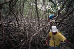 Two People Among Mangroves, CARICOMP Site, Tobago, May 21, 1998