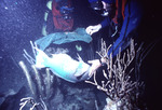 SCUBA divers with a rainbow parrotfish [2] [Ogden Figure 4]
