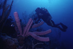 SCUBA diver near a sea sponge [1]