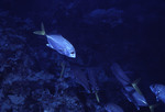 Fish swimming along a coral reef near St. Croix [1]