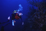 SCUBA diver swimming along a coral reef near St. Croix [2] by John C. Ogden