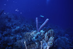 SCUBA diver swimming along a coral reef near St. Croix [3]