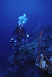 SCUBA diver swimming along a coral reef near St. Croix [4]