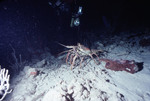 SCUBA diver photographing a Carribean spiny lobster, St. Croix