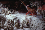 Caribbean spiny lobster at a coral reef near St. Croix