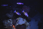 Fish swimming along a coral reef near St. Croix [3]