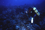 SCUBA diver swimming along a coral reef near St. Croix [6]