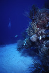 SCUBA diver swimming along a coral reef near St. Croix [9]