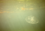 7 Jellyfish With Small Jacks - January 11th, 1971 by John C. Ogden