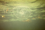 6 Jellyfish With Small Jacks - January 11th, 1971 by John C. Ogden