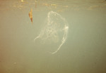 4 Jellyfish With Small Jacks - January 11th, 1971 by John C. Ogden