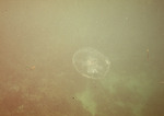 3 Jellyfish With Small Jacks - January 11th, 1971 by John C. Ogden