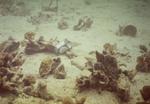 13A Small Yellowfins - Pico Feo, Panama - January 14th, 1971 by John C. Ogden
