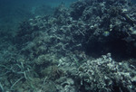 Pico Feo K-200 35mm - Reef Edge - Same as July 1971 - Scan 759 - July 18th, 1991