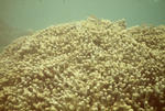 Front Yellowfins Displaying and Chasing Young 1-2" Scarus from Porites Furcata Territory - 01/04/71